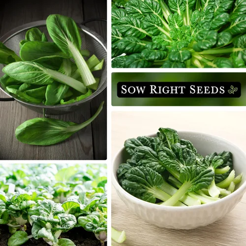 Miniatura 4 de Sow Right Seeds - Semillas Black Knight Tat SOI para plantar - Paquete de reliquia sin OMG con instrucciones para plantar un huerto casero - Mostaza