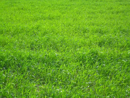 Miniatura 3 de Semillas de césped perenne ProTurf de Eretz (454g) - ¡Elija el tamaño! Semillas de césped premium cultivadas en el Valle de Willamette, Oregon