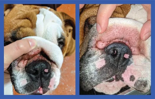 Miniatura 8 de Squishface Pasta antiarrugas – Bulldog, bulldog francés, pug, bulldog inglés – Limpia arrugas, manchas de lágrimas, bolsillos de cola y patas