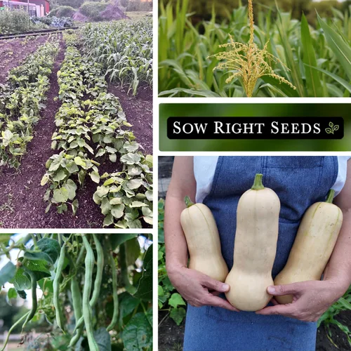 Miniatura 4 de Sow Right Seeds - Colección de semillas de 3 hermanas para plantar - Paquetes de maíz dulce Bantam, frijol Wonder Pole de Kentucky y calabaza