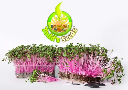 Miniatura 6 de Todd's Seeds Rambo - Semillas de rábano germinadas – Hermoso brote de color rojo/morado, sin OMG, sin químicos, alta germinación (una libra)