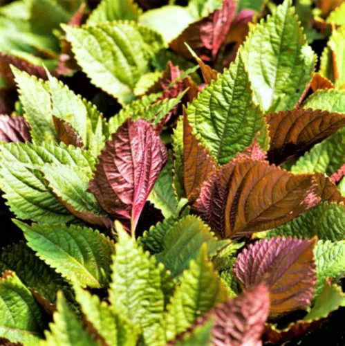TomorrowSeeds - Vietnamese Perilla (Shiso) Seeds - 3000+ Count - For 2026 Planting Jeok Ssam Ip La Tia To Purple Green Asian Herb Basil Mint