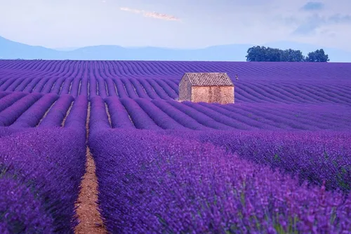 Semillas de lavanda morada para cultivar | Más de 100 semillas | Cultiva esta especia fragante en tu propio jardín