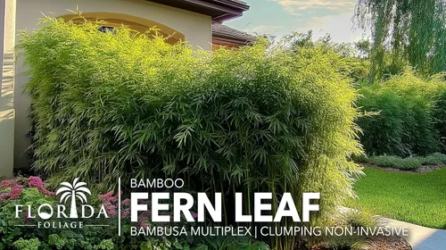 Miniatura 3 de Hoja de helecho de bambú Planta de tamaño de 3 galones comerciales Bambusa multiplex Pantalla de privacidad de bambú aglutinante Seto