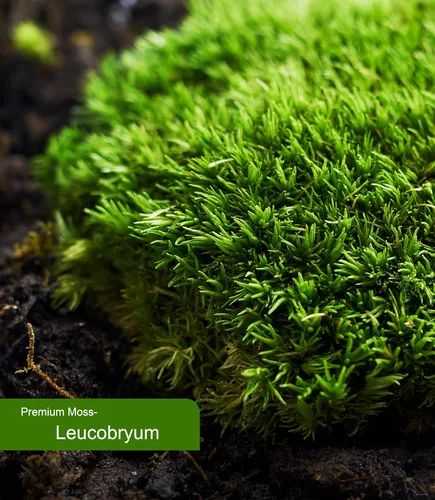 Miniatura 9 de Musgo vivo – Musgo leucobryum (2 hojas, cada una aprox. 3.5 x 7 pulgadas) para terrarios, bonsái, plantas en maceta y arte de musgo natural