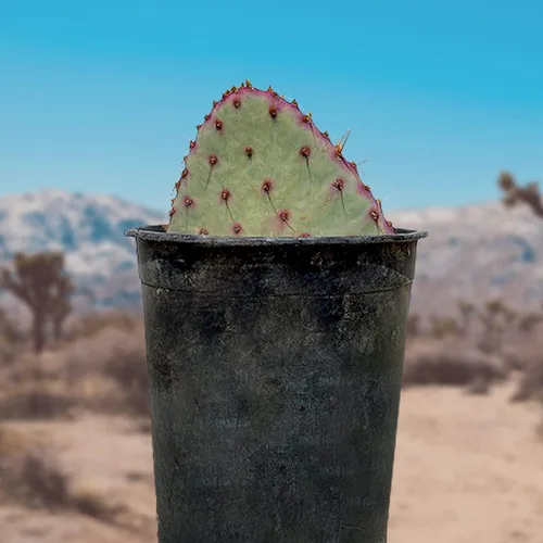 Cactus Outlet - Plantas de cactus de tuna de Santa Rita vivas - Plantas de cactus vivas - Cactus de Santa Rita - Planta de tuna viva - Plantas de