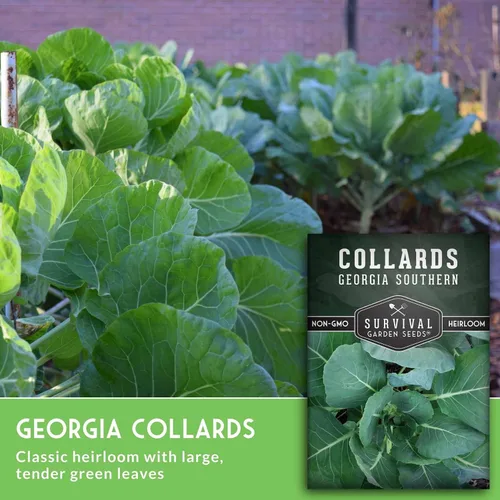 Miniatura 3 de Semillas verdes de col para plantar Variedad de Georgia Southern Heirloom sin OMG Verdes de hoja verde para huertos domésticos – Semillas