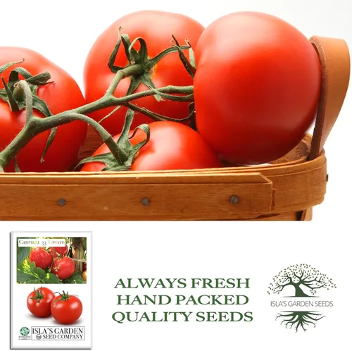 Miniatura 4 de Campbell - Semillas de tomate de 33 pulgadas, más de 100 semillas de reliquia sin OMG para plantar, ideales para tomates jugosos y sabrosos