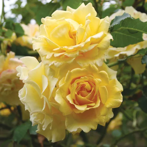 Miniatura 2 de Rosas trepadoras de reliquia, planta de raíz propia viva para jardín al aire libre, insignia de oro CL, moderadamente fragante, zonas de resistencia