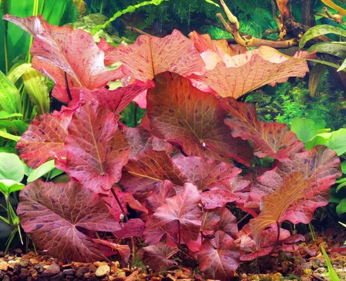 Miniatura 10 de Azolla caroliniana 10 + Plantas Vivas Flotantes Planta de Estanque Mosquito Helecho Agua Terciopelo Hada Musgo Acuario Estanques al aire libre