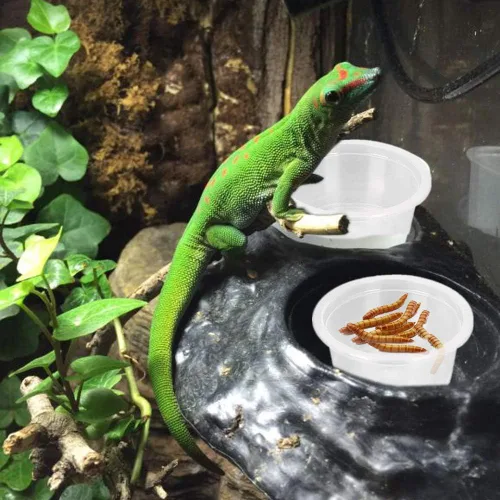 Miniatura 4 de Plato de comida Gecko crestado, 100 unidades, tazas de alimentación de reptiles de plástico de 0.5 onzas