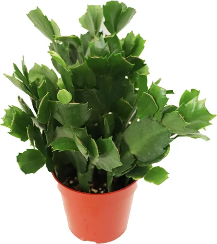 Miniatura 5 de Cactus Zig Zag - 4" de California Tropicals