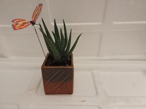 Jmbamboo- Aloe Vera vivo - Bonsái de interior - Mariposa con fertilizante Regalo Buena Planta