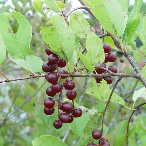 Miniatura 5 de Prunus virginiana (Black Chokecherry, Black Choke Cherry) Semillas de árbol, Atractivo follaje otoñal, semillas de MySeeds.Co, elige