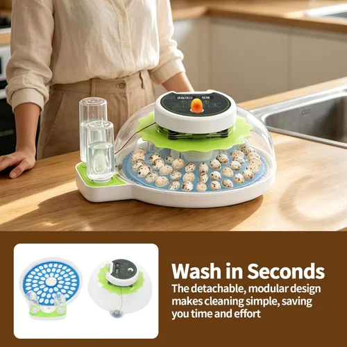 Miniatura 7 de Incubadora de huevos de codorniz para incubar 60 huevos de codorniz con giro automático de huevos y control de humedad, codornices pequeñas