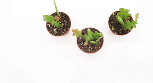 Miniatura 2 de Fishbone Cactus (combo de tres plantas) - Maceta de cultivo de 2.5 pulgadas California Tropicals