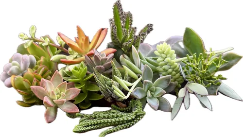 10 esquejes surtidos de suculentas vivas, no hay 2 suculentas iguales, ideales para terrarios, mini jardines y como plantas de inicio. Plantas