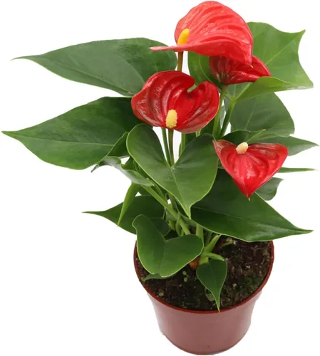 Miniatura 2 de Anthurium rosa - 4" de California Tropicals