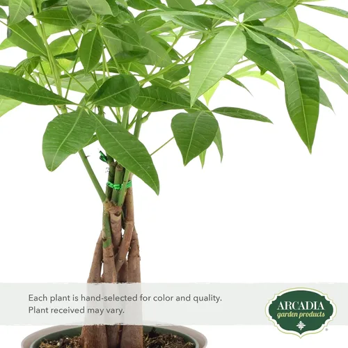 Miniatura 2 de LV64 Árbol del dinero trenzado vivo Pachira Aquatica Planta de interior en maceta de plástico de la marca Arcadia Garden Product's, regalo