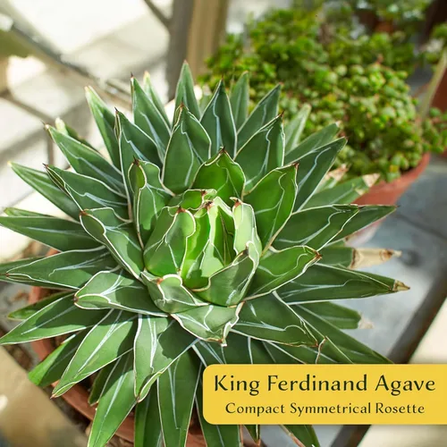 Miniatura 2 de 2 agave King Ferdinand en cubos de vivero de 2.5 pulgadas (Agave ferdinandi-Regis) Suculenta de hoja perenne para xeriscaping, jardines de rocas
