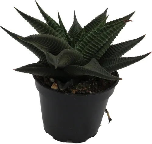 Miniatura 4 de Twister Haworthia limifolia – Olla de 2.5 pulgadas – Fácil de cultivar Suculenta