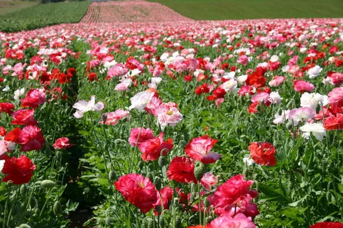 Miniatura 2 de Flores perennes de Papaver de mezcla de amapola oriental para plantar