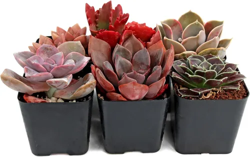 Miniatura 3 de Mountain Crest Gardens Paquete de suculentas rosas, moradas y rojas, 6 plantas vivas en macetas de 2 pulgadas, suculentas reales para decoración