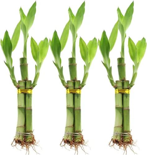 Miniatura 9 de Juego de diez arreglos de bambú de la suerte de 3 tallos – 6 pulgadas de bambú de la suerte plantas de interior para decoración del hogar