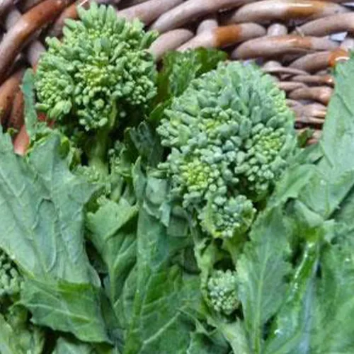 Spring Raab Rapini Brócoli - 1 onza ~ 9,000 semillas - Heirloom, polinizado abierto, sin OMG, jardinería agrícola y hortalizas y semillas de micro