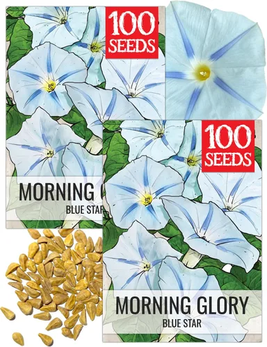 Miniatura 22 de Seed Needs Milky Way Morning Glory - Semillas para plantar enredaderas con flores, reliquia y escaladores polinizados abiertos para crear una cerca