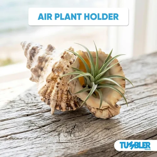 Miniatura 6 de Tumbler Home Conchas marinas grandes para decoración o pecera, decoración costera y náutica, soporte para plantas de aire, adornos de acuario