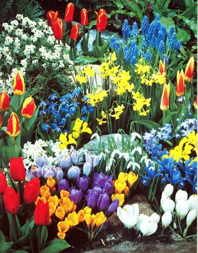 Jardín completo de flores de primavera y otoño | 50 bombillas frescas | Florece durante toda la primavera y el verano, bulbo de flores fácil de