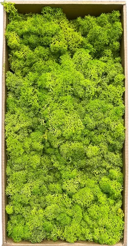 Miniatura 11 de Musgo artificial preservado de 1.1 libras para plantas en maceta, musgo verde fresco natural para manualidades, musgo artificial, orquídea floral