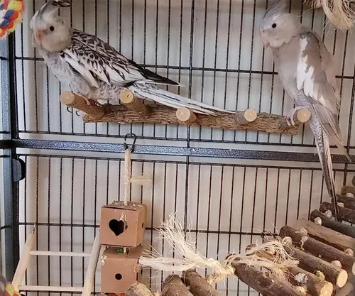 Miniatura 3 de Escalera de loro para pájaros, perca para jaula, puente de madera para pájaros, soportes para ejercicio, loro que escala, juguetes para masticar