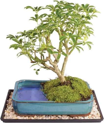 Brussel's Bonsai Árbol Bonsái Hawaiano Umbrella Vivo - Mediano, 5 Años, 6 a 10 Pulgadas - Árbol Bonsái de Interior con Maceta de Agua para Bonsái y