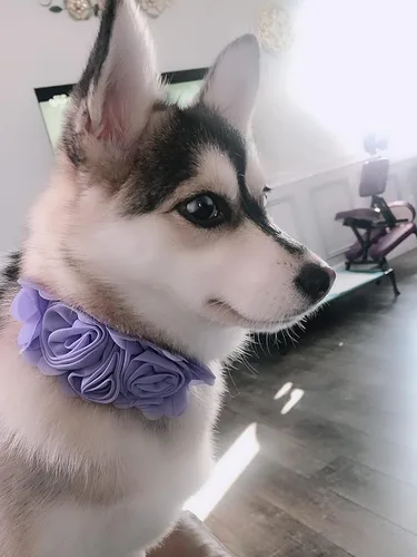 Miniatura 6 de Collar de perro de 4 o 6 o 20 piezas de flores grandes para mascotas, accesorios para collar de mascotas pequeñas, medianas y grandes, hembra, gato