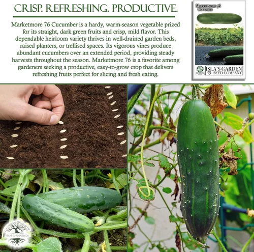 Miniatura 5 de Marketmore - 76 semillas de pepino en rodajas para plantar, más de 50 semillas tradicionales por paquete, semillas de jardín de Isla