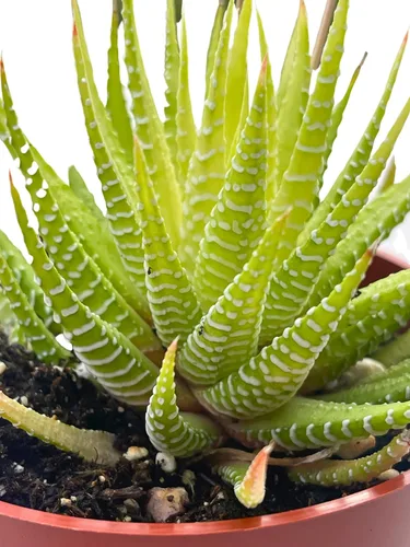 Miniatura 18 de Suculenta Viva de 4" Callisia Repens Pink Lady Turtle Vine, Plantas Suculentas Vivas Completamente Enraizadas Planta de Casa para Decoración
