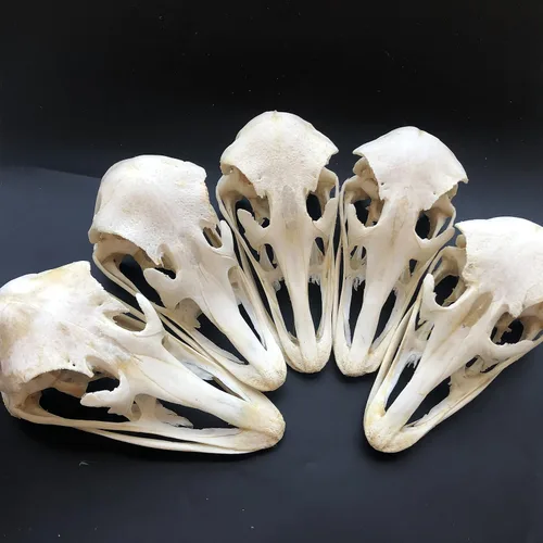 Miniatura 18 de Venta al por mayor 1/2/3/5/10 piezas de taxidermia animales reales, espécimen de huesos reales, suministros de arte hueso veterinario medicina 1: 1