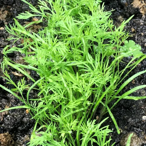 Miniatura 2 de Seed Needs Semillas de eneldo para plantar ramos de hierbas, semillas de hierbas sin OMG y sin tratar para plantar un jardín cultivado en casa