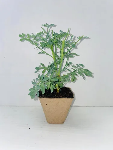 Miniatura 3 de Ruda/Rue - Planta completa con raíz en maceta de 4 pulgadas