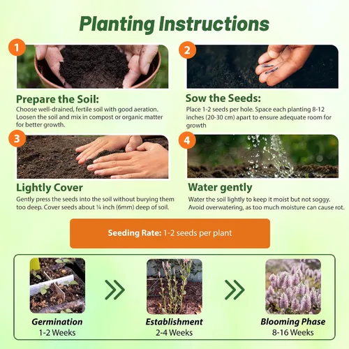 Miniatura 4 de Outsidepride 10 semillas anuales Ptilotus Exaltatus Joey Garden Flower Seeds para plantar