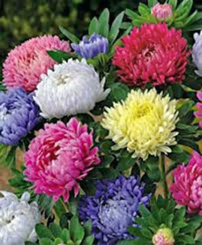 Miniatura 3 de Aster, Gigantes de California, 100 semillas, hermosas flores vívidas y brillantes
