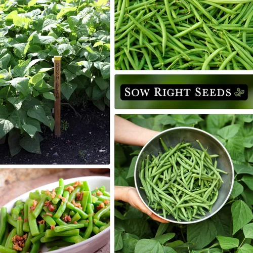 Miniatura 5 de Sow Right Seeds - Semillas de frijol verde Contender Bush para plantar - Paquete de semillas autóctonas sin OMG - Variedad sin hilos para plantar un