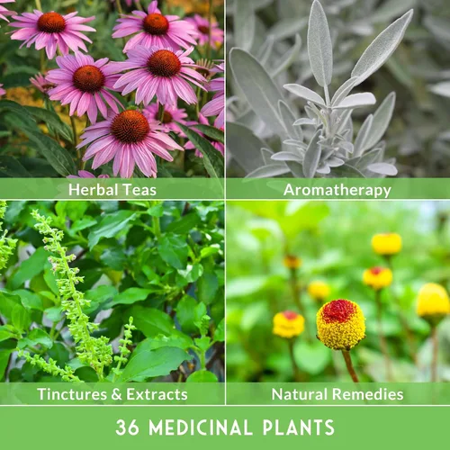 Miniatura 11 de Paquete de Variedad de Semillas de Hierbas Medicinales Ultimate – 36 Hierbas Curativas Heirloom sin OGM para Plantar Kit de Jardín de Bienestar