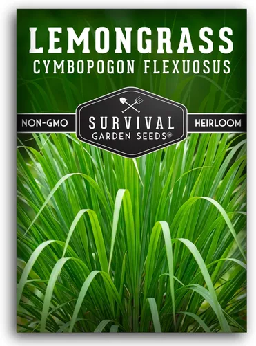 Semillas de limoncillo para plantar – Semillas de hierba de limón asiática de reliquia – Hierba cítrica fragante para té – Planta de jardín