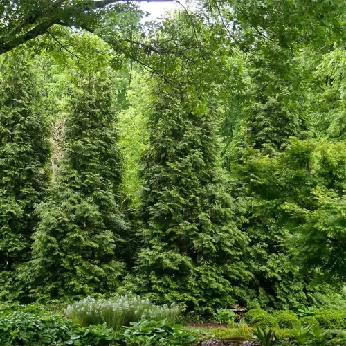 Miniatura 2 de Green Giant Arborvitae (2.5 galones) Thuja Green Giant Árbol de hoja perenne vivo de rápido crecimiento para privacidad