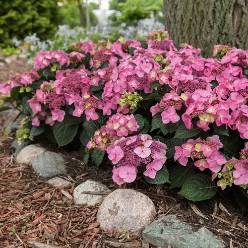 Miniatura 4 de Blooming & Beautiful - Pop Star Bigleaf Hydrangea - 3 gal - Hortensias de verano sin fin - Rebloomer pesado compacto - Flores azules rosadas - Zonas