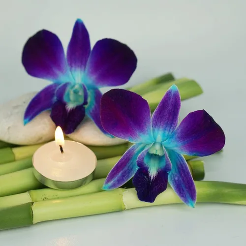 Miniatura 3 de Flores de orquídea frescas Miami OrchidClub USA Sunne Tropical en suelto, decoración para comida y bebida (100 AZUL PURPURA)