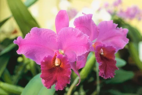 PLANTA DE ORQUÍDEAS CATTLEYA HAWAIIANA 2" MACETA ~ CRECIR HAWAII